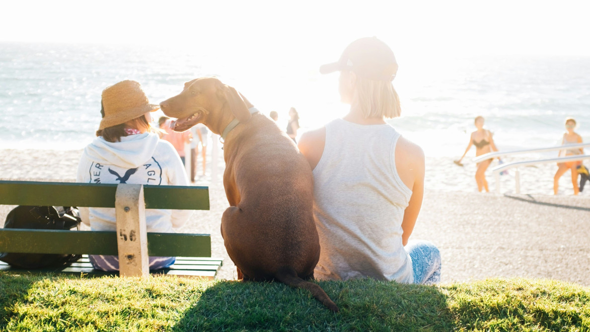 Van life with pets: tips for traveling with your furry friends